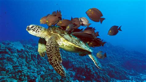 Tipos de ecosistemas acuáticos  con imágenes  | Animales marinos ...