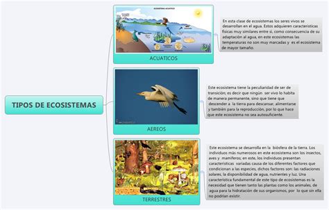 TIPOS DE ECOSISTEMAS    XMind Online Library