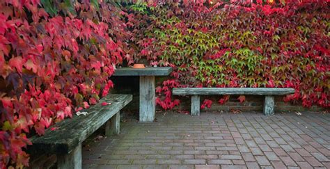 Tipos de enredaderas ideales para un jardín vertical