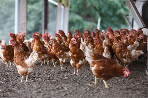 Tipos de explotación avícola | Explotaciones avícolas: tipos y limpieza