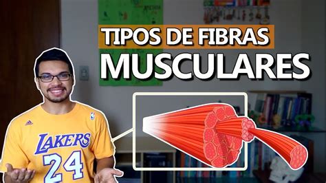 TIPOS DE FIBRAS [Fibras Musculares 02]   YouTube