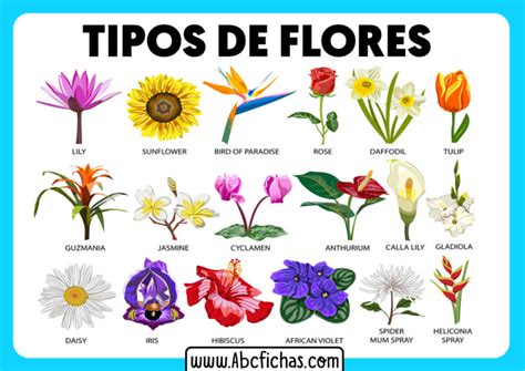 Tipos de flores   ABC Fichas