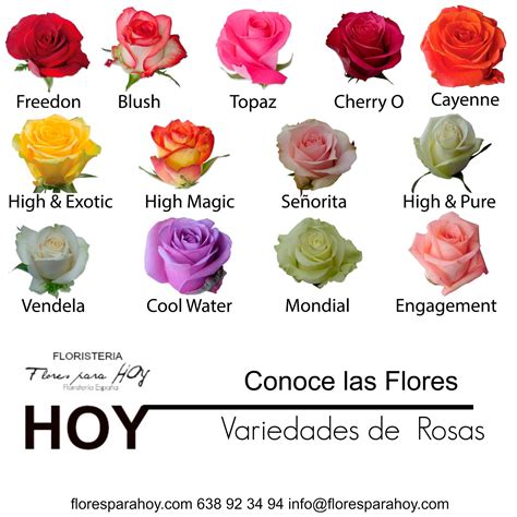 Tipos De Flores Con Foto | flores gerberas