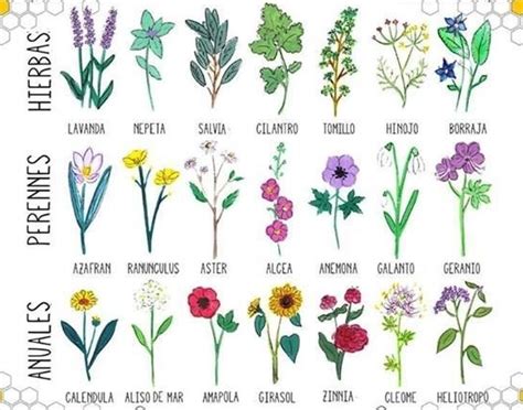 Tipos De Flores Con Nombres