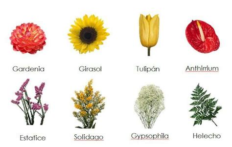 Tipos de flores. | flores | Nombres de flores, Tipos de flores y Flores ...