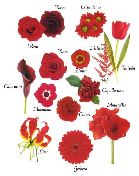 Tipos De Flores Nombres Con Imagenes