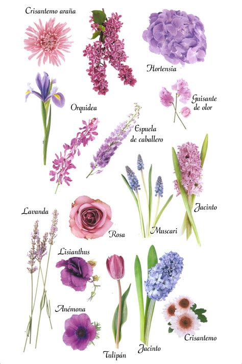Tipos De Flores Nombres En Espanol