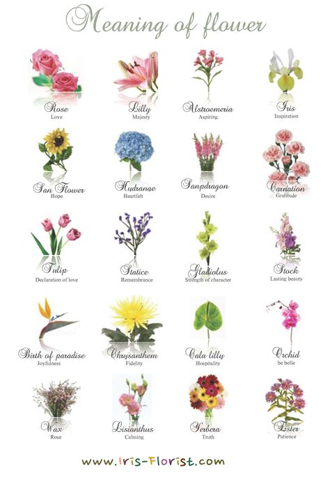 Tipos De Flores Nombres En Espanol