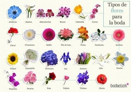 Tipos de flores para la boda 1 | Tipos de flores, Flores, Boda