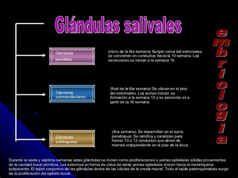 Tipos De Glandulas Salivares   SEONegativo.com