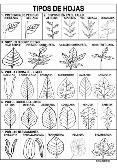 Tipos de hojas   Actiludis