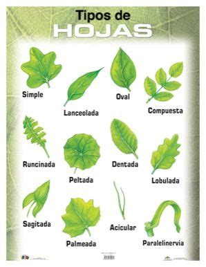 Tipos de hojas | Ciencias / Science | Herbario de hojas ...