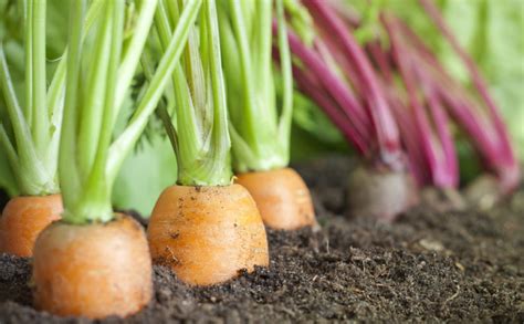 Tipos de hortalizas que puedes plantar en tu huerto ecológico | Agricultura