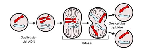 Tipos de mitosis   Clases, categorías y clasificación