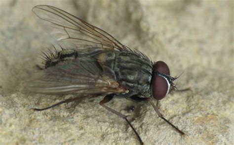 Tipos de moscas más comunes y los daños que pueden causar   Revista ...