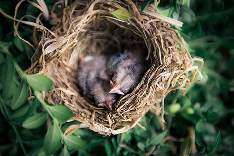 Tipos de nido para aves: los analizamos | Grupo Yagu Blog