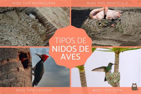 Tipos de nidos de aves   Características y ejemplos