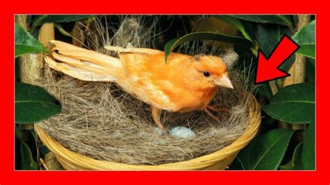 Tipos de nidos para canarios | Actualizado noviembre 2022