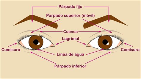 Tipos de ojo   Parte 1   Partes del ojo externo   YouTube