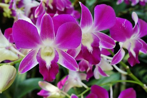Tipos de orquídeas | Blog Verdecora