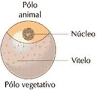 Tipos de óvulos   Embriologia  tipos de ovos e clivagem    Colégio Web