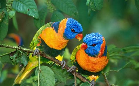 Tipos de Pájaros y Aves exóticos y tropicales