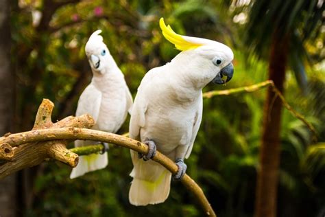 Tipos de Pájaros y Aves exóticos y tropicales