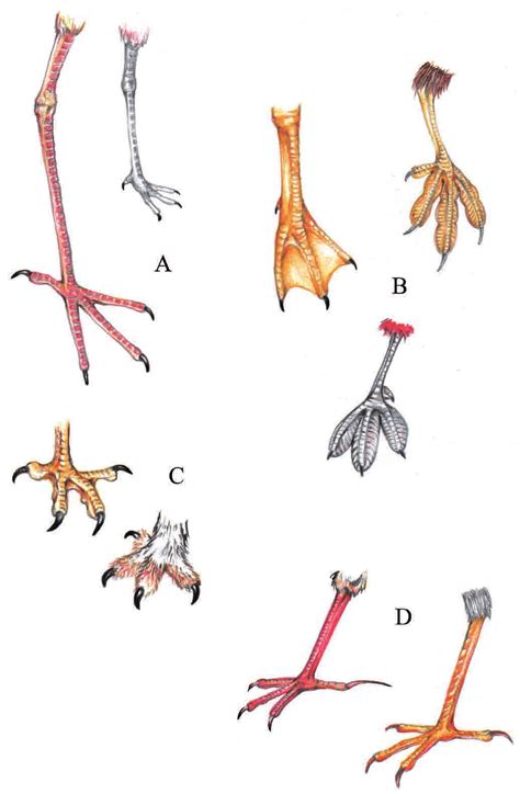 Tipos de patas según el tipo de hábitat que frecuentan. A ...