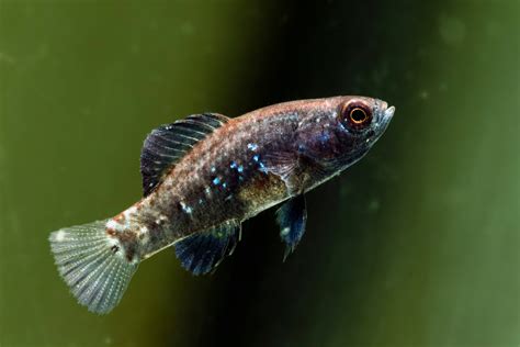 Tipos de peces de agua fría para tu acuario   Mis Animales