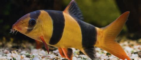 Tipos de peces que no pueden vivir en un acuario   Bekia ...