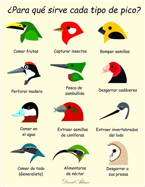 Tipos de picos | Coniferas, Pesca, Comer frutas