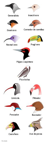Tipos de picos de las aves. Adaptación evolutiva del pico ...