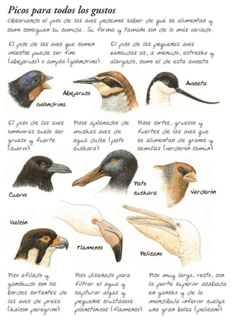 Tipos de picos de las aves | Mascotas