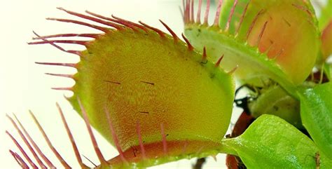 Tipos de plantas carnivoras   Plantas para.com