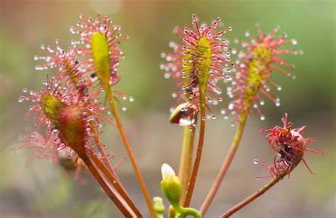 Tipos de plantas carnívoras y qué cuidados necesitan