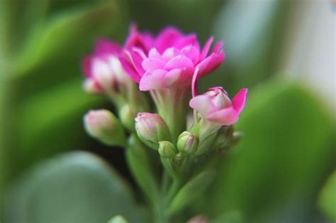 Tipos de plantas de interior con flor   Blog Verdecora