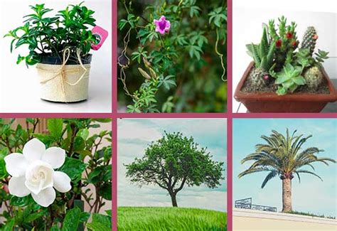 Tipos de plantas ornamentales: 5 formas de clasificarlas ...
