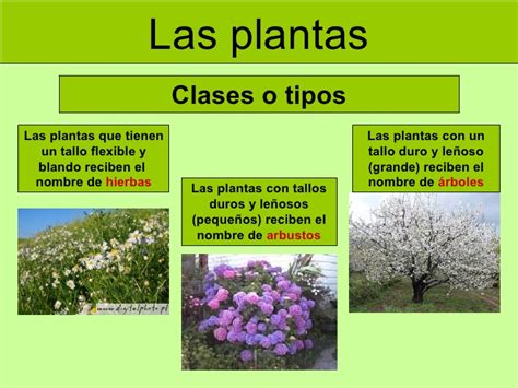 Tipos de plantas | Pino Flores classmates