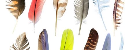 Tipos de plumas en las aves y sus funciones  canalHOGAR