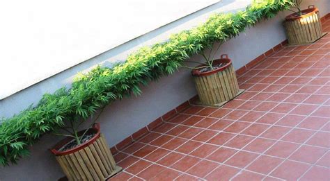 Tipos de podas para plantas de marihuana en crecimiento