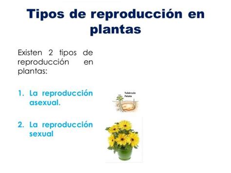 Tipos de reproducción de las plantas   ¡Resumen PARA NIÑOS!