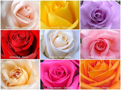 Tipos de Rosas   Flores e Folhagens