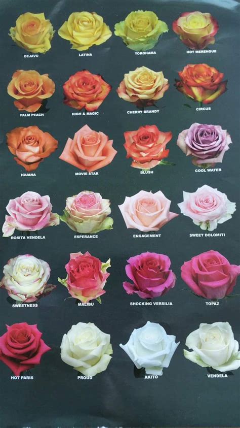 Tipos de rosas | Types of roses, Flower chart, Types of flowers