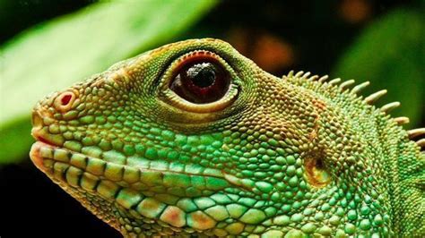 Tipos y nombres de animales reptiles   Curiosidario