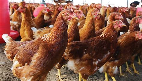 Tips de crianza de gallinas ponedoras ¡Ten grandes resultados!