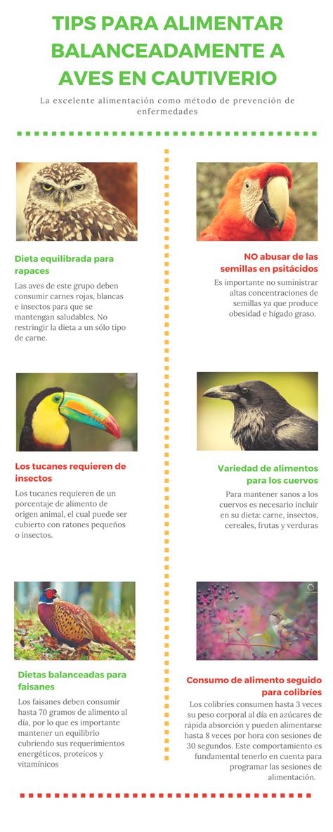 TIPS PARA ALIMENTACIÓN DE AVES EN CAUTIVERIO   Instituto ...