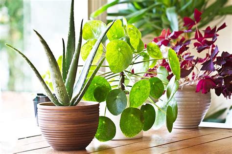 Tips para introducir plantas en el hogar – The Home Depot Blog