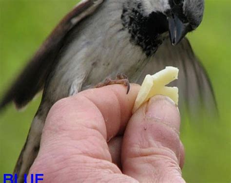 Tips: Sobre alimentar aves