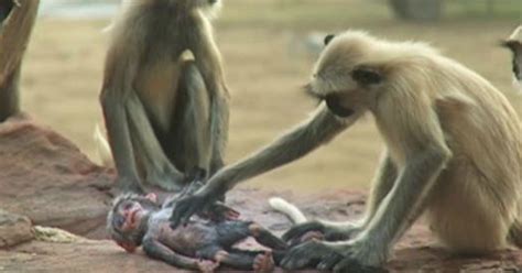 Tiran muñeco mono aparentemente muerto a los monos – la ...