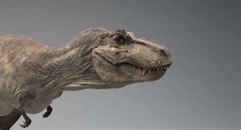 tiranosaurio rex informacion 1   Todo sobre el mundo de los dinosaurios